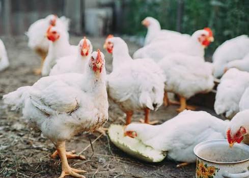 ବାର୍ଡ ଫ୍ଲୁ ସନ୍ଦେହ, ବି. ସୀତାପୁରରେ ମରୁଛନ୍ତି କୁକୁଡ଼ା