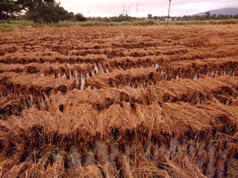 ଲଘୁଚାପ ବର୍ଷା ରେ ଚାଷୀ କୂଳର ବ୍ୟାପକ କ୍ଷତି