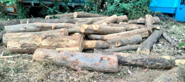 ଗିରିଗାଁ ବୈତରଣୀ କୁଳରୁ ଲକ୍ଷାଧୂକ ଟଙ୍କାର ଚୋରା କାଠ ଜବତ କଲା ବନ ବିଭାଗ