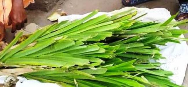 ବର୍ଷକରେ ଥରେ ମହାଶିବରାତ୍ରୀରେ ବ୍ୟବହୃତ ଅଭିଶପ୍ତ ଫୁଲ “କେତକୀ”