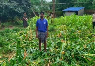 ପାଚେରୀ ଭାଙ୍ଗି ମକା ଫସଲ ପାଦରେ ଦଳି ଚକଟି ଦେଲେ ହାତୀ