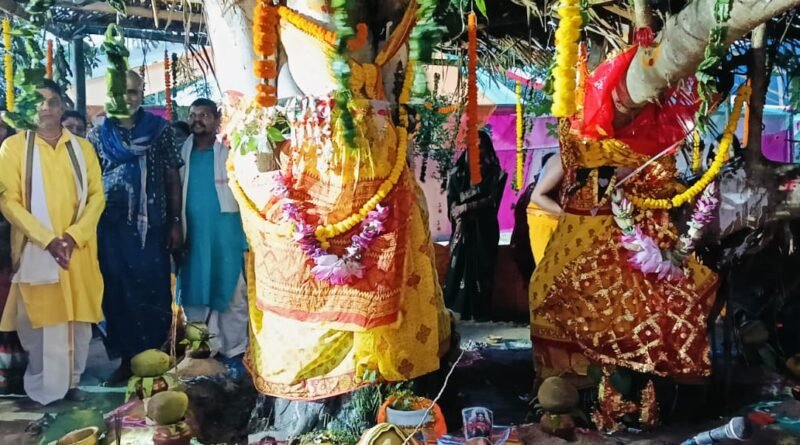 ବଟ ଓ ଅଶ୍ଵସ୍ତ ବୃକ୍ଷ ମଧ୍ୟରେ ବିବାହ ସମ୍ପନ୍ନ