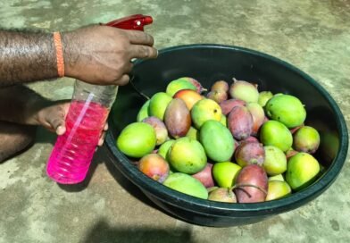 ଆମ୍ବକୁ ପାଚିଲା କରିବାକୁ ବ୍ୟବହାର କରାଯାଉଛି କାର୍ବାଇଡ଼