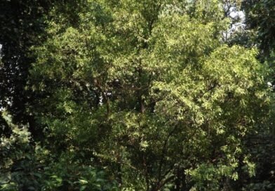 ବିଲୁପ୍ତର ଦ୍ୱାର ଦେଶରେ କୋରାପୁଟର ଚନ୍ଦନ ବଣ