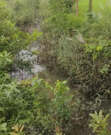ସଫା ହୋଇନି ଗୟା ନାଳ: ପାଉନି ଚାଷୀ, ନଦୀକୁ ଯାଉଛି ପାଣି