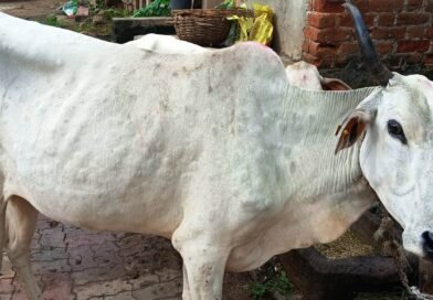 ଗୋରୁଗାଈଙ୍କୁ ବ୍ୟାପୁଛି ଚର୍ମରୋଗ “ଲମ୍ଫି”