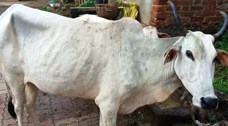 ଗୋରୁଗାଈଙ୍କୁ ବ୍ୟାପୁଛି ଚର୍ମରୋଗ “ଲମ୍ଫି”
